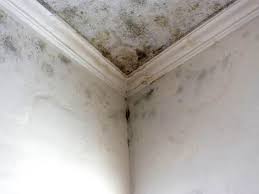 Best Real Estate Mold Inspection  in Jackson, MI